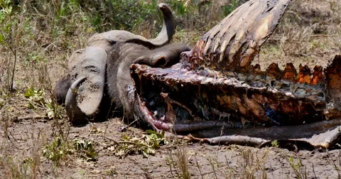 Cape Buffalo remains Stock Footage 60383115