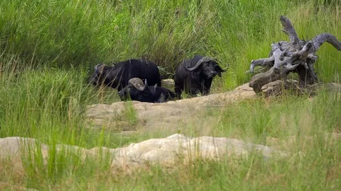 Cape Buffalo rest in water Stock Footage 108492359