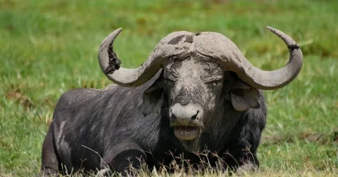 Cape Buffalo Resting Stock Footage 60383076