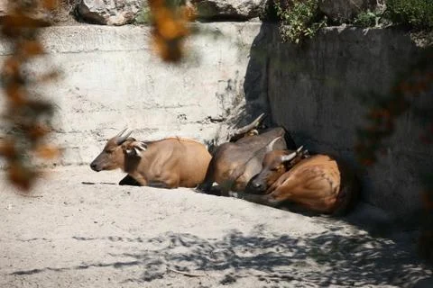 Cape buffalo resting Stock Photos