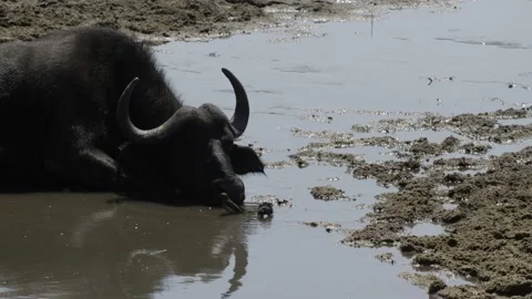 Cape Buffalo resting in water Stock Footage 138192929