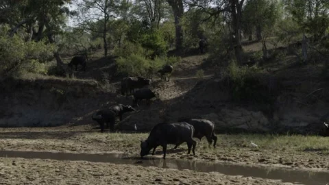 Cape Buffalo on riverbank Stock Footage 138192834