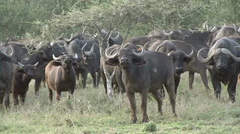 CAPE BUFFALO ON THE RUN Video stock 20591954