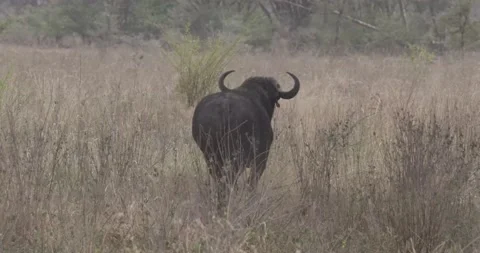 Cape buffalo runs from camera Stock Footage 168322786