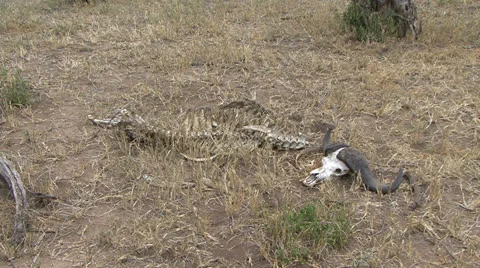 CAPE BUFFALO SKELETON Video stock 22840197
