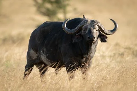 Cape buffalo stands with oxpecker on head Stock Photos