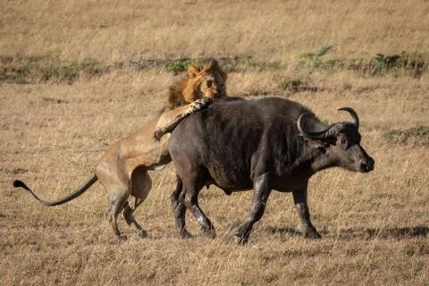 Cape buffalo struggles to escape male lion Stock Photos