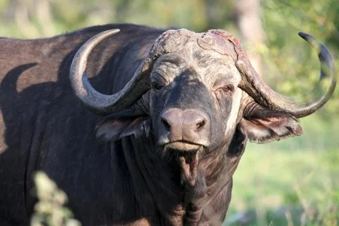 Cape Buffalo (Syncerus caffer) big bull, Eastern Cape Foto stock