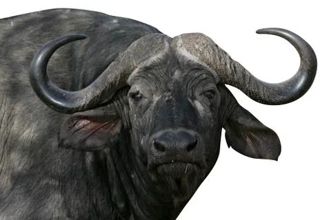 Cape buffalo,  Syncerus caffer caffer Stock Photos