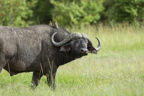 Cape buffalo, Syncerus caffer caffer and oxpeckers, Maasai Mara, Kenya, Afric Stock Photos