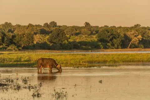 Cape Buffalo (Syncerus caffer) drinking from river at dusk; Botswana Stock Photos