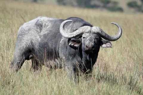 Cape Buffalo (Syncerus caffer), Eastern Cape Stock Photos