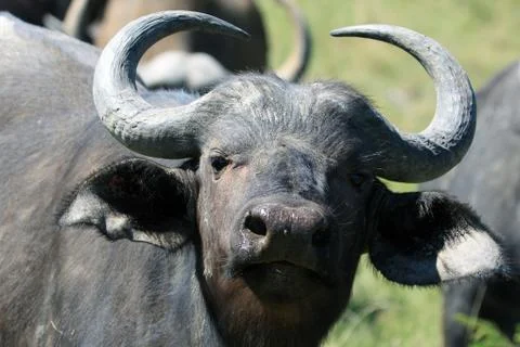 Cape Buffalo (Syncerus caffer), Eastern Cape Stock Photos