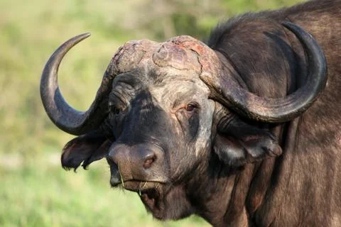 Cape Buffalo (Syncerus caffer), Eastern Cape Stock Photos