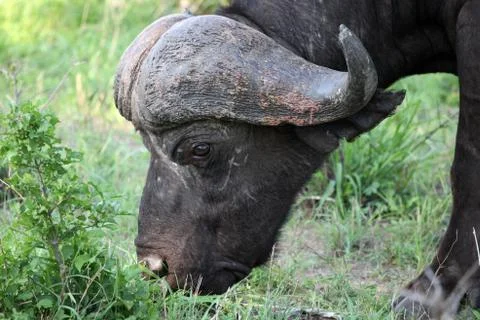 Cape Buffalo (Syncerus caffer), Eastern Cape Stock Photos