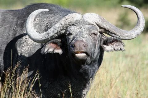 Cape Buffalo Syncerus caffer, Eastern Cape, Stock Photos