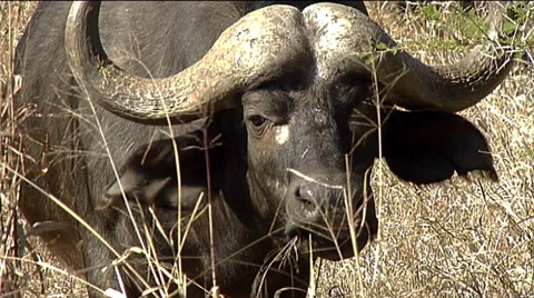 Cape buffalo (Syncerus caffer) face and horns closup Stock Footage 57188655