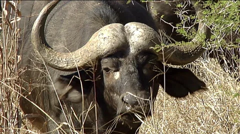 Cape buffalo (Syncerus caffer) face and horns closup Stock Footage 57199771