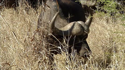Cape buffalo (Syncerus caffer) face and horns closup Stock Footage 57200600