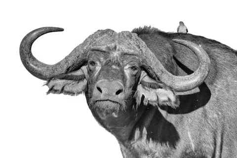 Cape buffalo, Syncerus caffer, looking at the camera Stock Photos