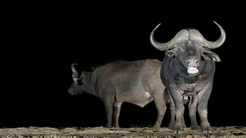 Cape buffalo (Syncerus caffer) near the water at night in thunderstorm Video stock 217705461