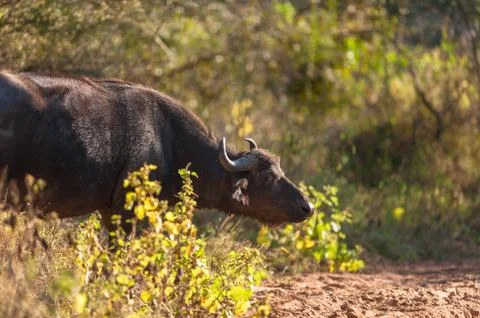 Cape buffalo (syncerus caffer) Stock Photos