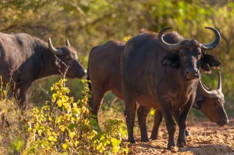 Cape buffalo (syncerus caffer) Stock Photos