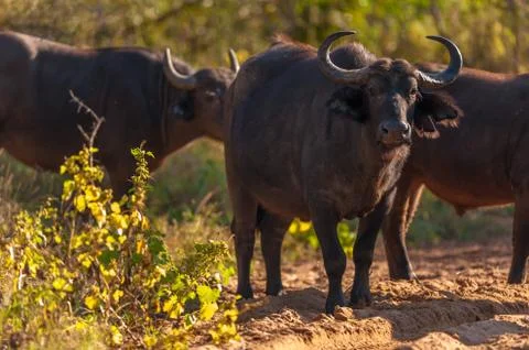 Cape buffalo (syncerus caffer) Stock-Fotos