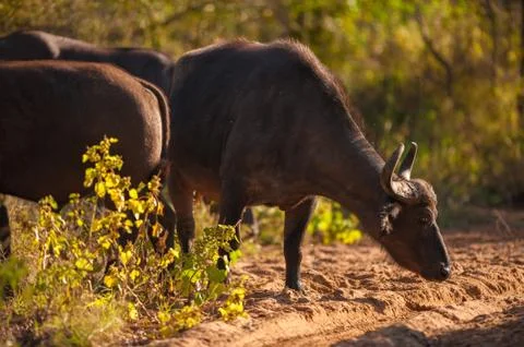 Cape buffalo (syncerus caffer) Stock Photos