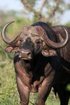 Cape Buffalo (Syncerus caffer) Stock-Fotos