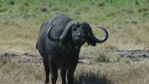 Cape Buffalo (Syncerus caffer) staring at camera 60fps 3 - of 10 Stock Footage 347080647