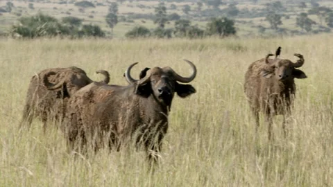 Cape Buffalo, Syncerus caffer, in Uganda Video stock 250203025