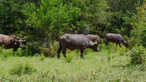 Cape Buffalo in tall grass Stock Footage 88561545
