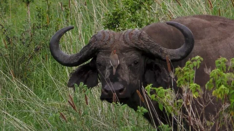 Cape Buffalo, Tanzania, East Africa Stock Footage