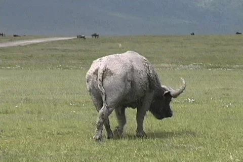 Cape Buffalo walking away Stock Footage 126032