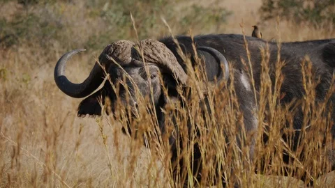 Cape Buffalo Watches Video stock 88569614