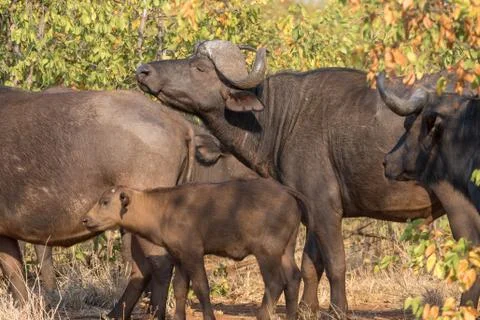 Cape buffaloes, Syncerus caffer Stock Photos