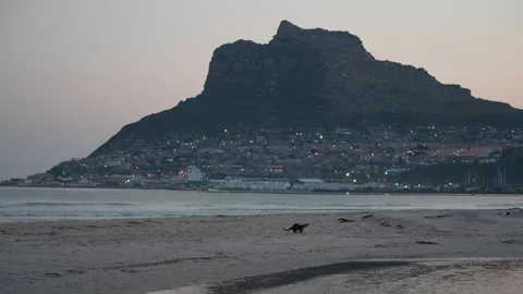 Cape Clawless Otter Running on the Beach in Hout Bay, Cape Town – 4K Vídeo Stock 337902244