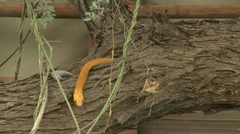 Cape cobra exits tree trunk Stock Footage