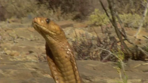 Cape Cobra Video stock 85099990