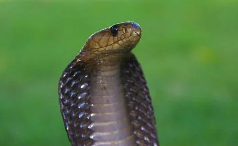 Cape cobra 写真素材