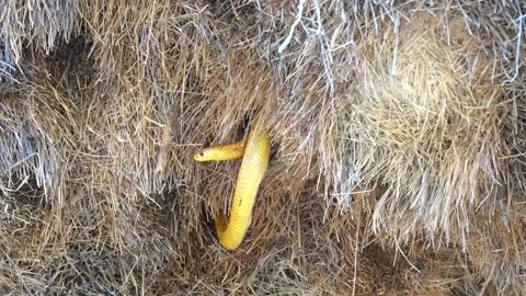 Cape Cobra In Sociable Weaver Nest For Food. - Kalahari South Africa Stock Footage 273020166