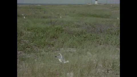 Cape Cod 1970s: Archival nature footage of coastal birds. A gull chick in a nest Stock Footage 331224723