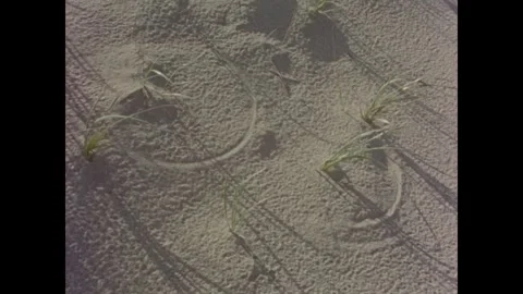 Cape Cod 1970s: Close-up and wide shots of beach grass growing in sand dunes. Stock Footage 331224714