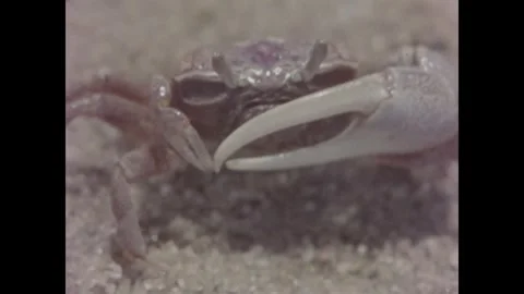 Cape Cod 1970s: Close-up footage of marine life on a sandy beach, featuring Stock Footage 331224678