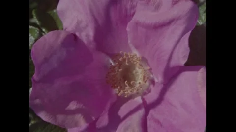 Cape Cod 1970s: Close-up shots of a purple beach rose (Rosa rugosa) and its rose Stock Footage 331224683