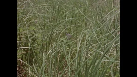 Cape Cod 1970s: Close-up shots of beach grass and purple wildflowers on a Stock Footage 331224701