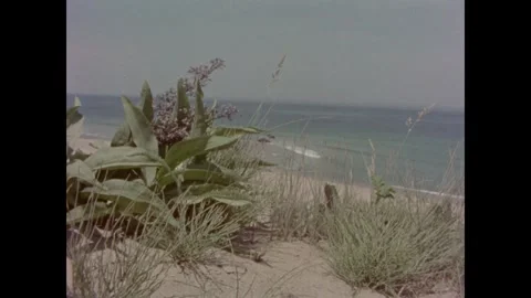 Cape Cod 1970s: Coastal landscape featuring sandy bluffs and dunes. Close-up Stock Footage 331224681