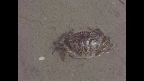 Cape Cod 1970s: Educational nature footage of marine life on a sandy beach, Stock Footage 331224675