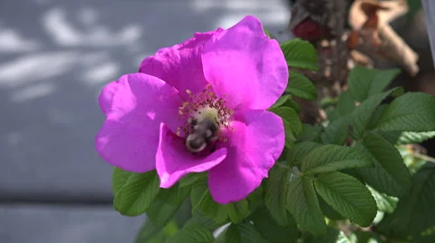 Cape Cod beach flower Stock Footage 41659341
